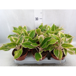 Aglaonema   ...