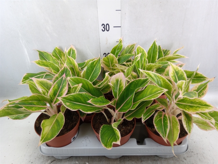 Aglaonema   ...