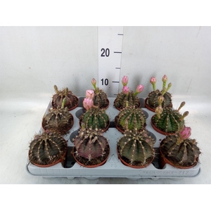 Gymnocalycium mihanov.   ...
