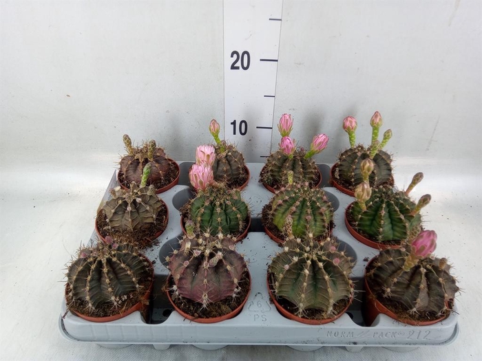 <h4>Gymnocalycium mihanov.   ...</h4>