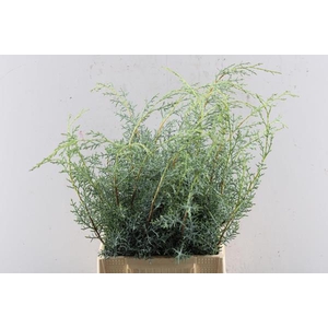 Conifeer Cupres Ar 'glauca'