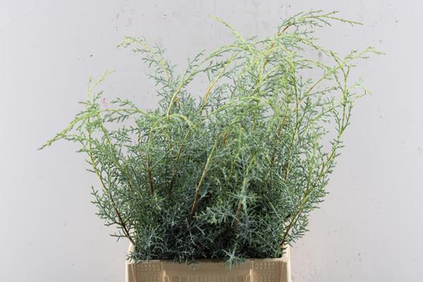 <h4>Conifeer Cupres Ar 'glauca'</h4>