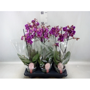 Phalaenopsis multi. 'Ant Merida'