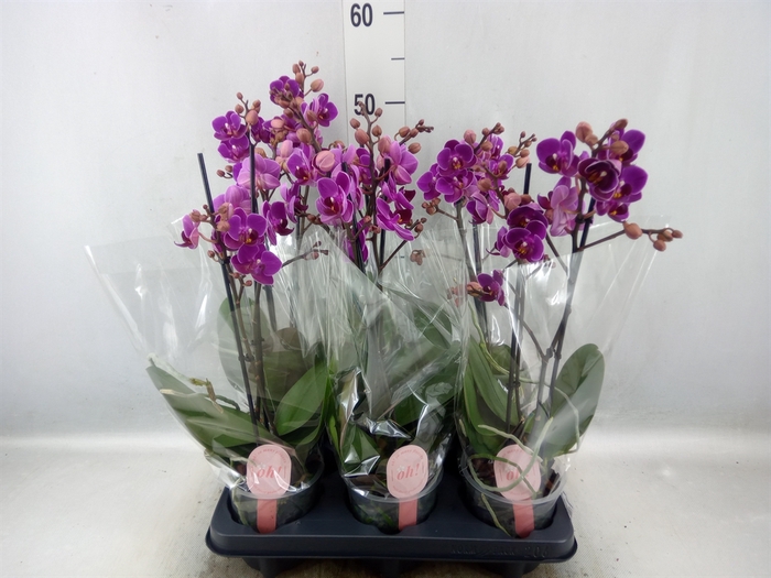 <h4>Phalaenopsis multi. 'Ant Merida'</h4>