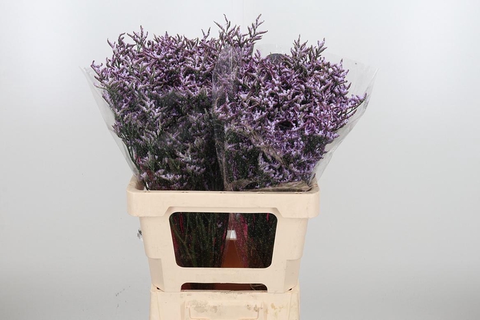 <h4>Lim Saf Lilac</h4>
