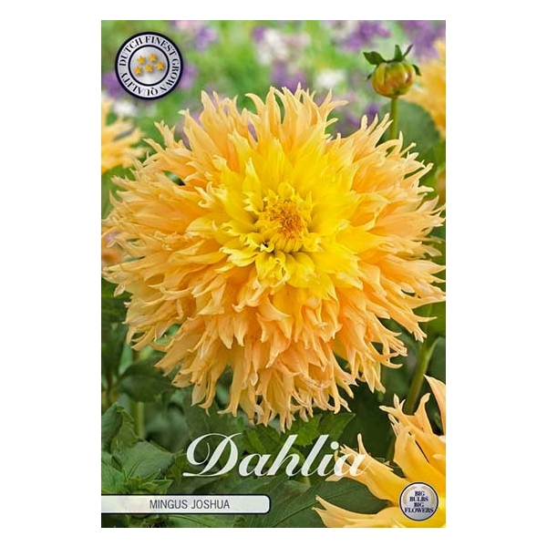 <h4>Dahlia Mingus Joshua x1</h4>