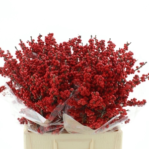 Ilex Verticillata Rood