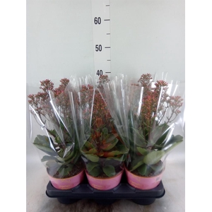 Kalanchoe  'WildFlow Surp Canyon'