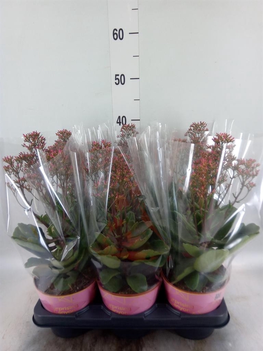<h4>Kalanchoe  'WildFlow Surp Canyon'</h4>