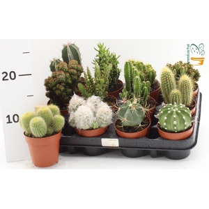 CACTUS GEM