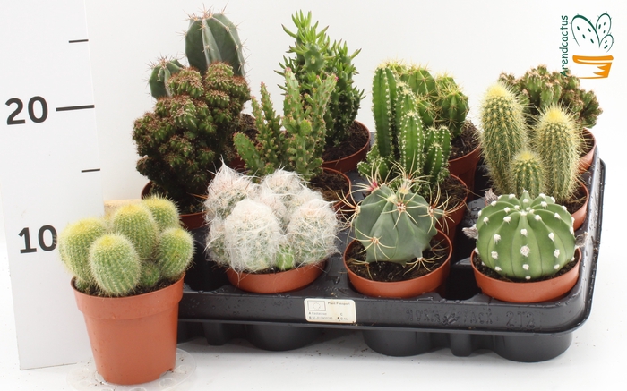 <h4>CACTUS GEM</h4>