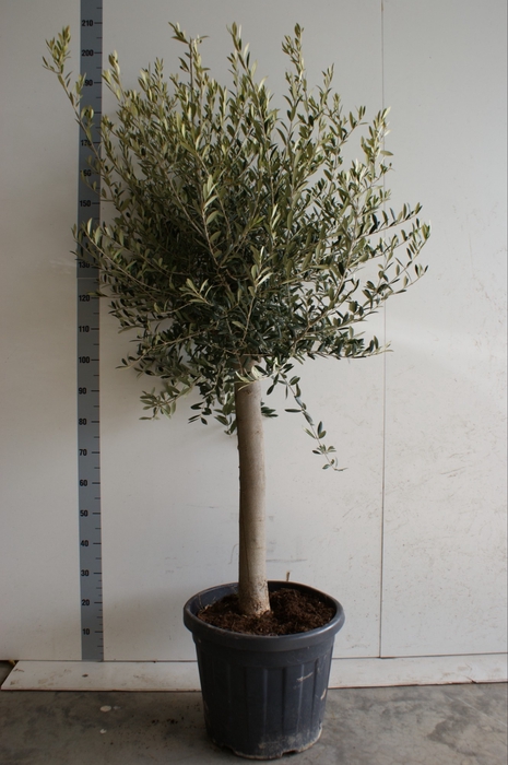 <h4>Olea Europaea</h4>