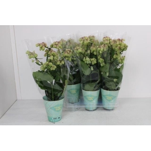 KALANCHOE MAGIC BELL KAL MAGIC BELL