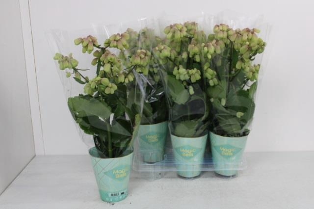 KALANCHOE MAGIC BELL KAL MAGIC BELL