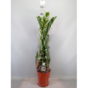 Zamioculcas zamiifolia