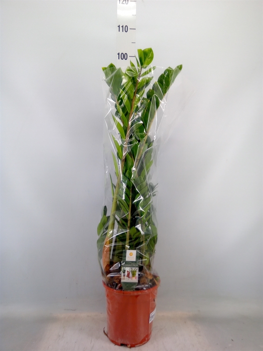 <h4>Zamioculcas zamiifolia</h4>