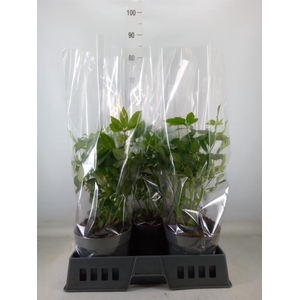 Schefflera arbor.   ...