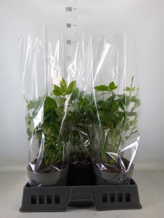 <h4>Schefflera arbor.   ...</h4>