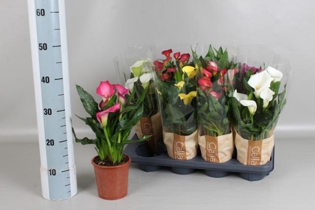 <h4>ZANT GEM 5 KL</h4>