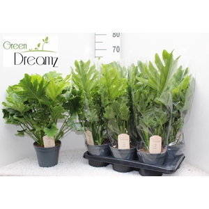 Philodendron selloum Hope 17Ø 60cm