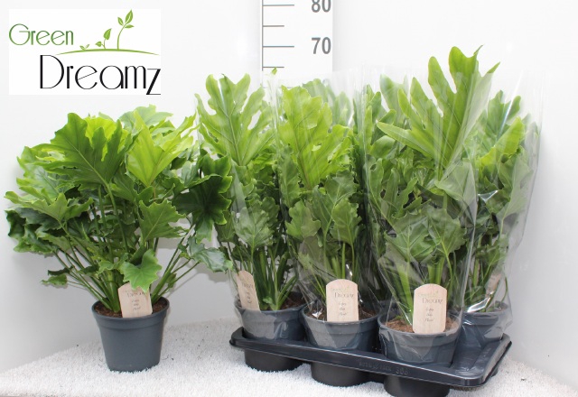 Philodendron selloum Hope 17Ø 60cm