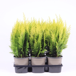 Chamaecyparis Ivonne