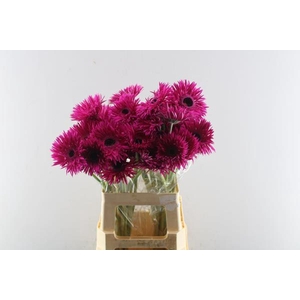 Ge Gs+ Nola (cerise)