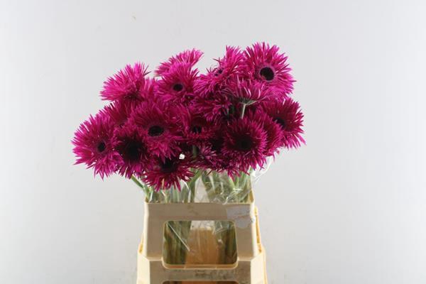 <h4>Ge Gs+ Nola (cerise)</h4>