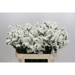 Limonium sinuatum Olga White