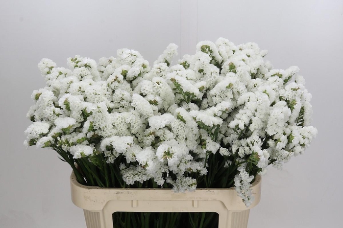 <h4>Limonium sinuatum Olga White</h4>
