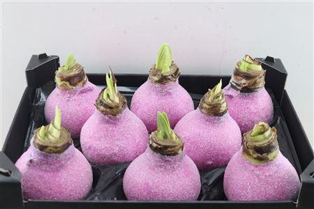 <h4>WAX HIPP GL FUCHSIA</h4>