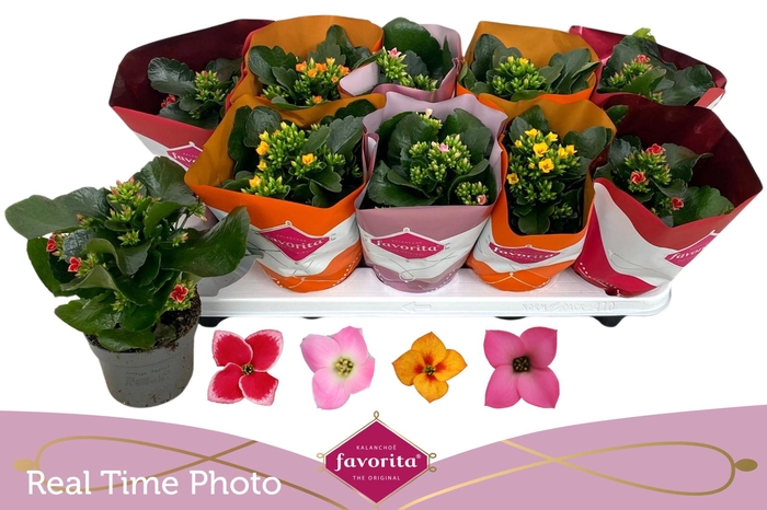 <h4>KAL EN GEM 4 KL</h4>