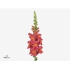 Antirrhinum Po Rose