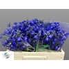 Delphinium Be Atlantis