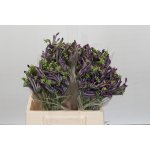 Anigozanthos Celebrations Firework