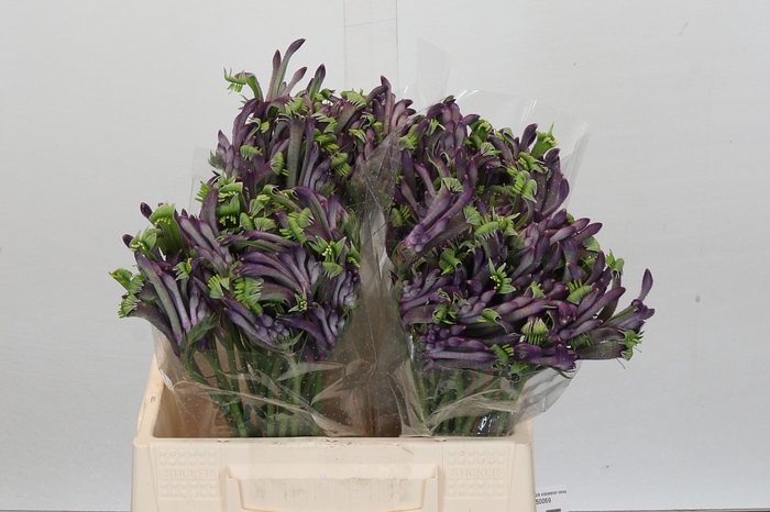 <h4>Anigozanthos Celebrations Firework</h4>