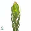 Leucadendron Laurel Yellow