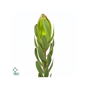 Leucad Ulka