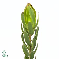 <h4>Leucad Ulka</h4>