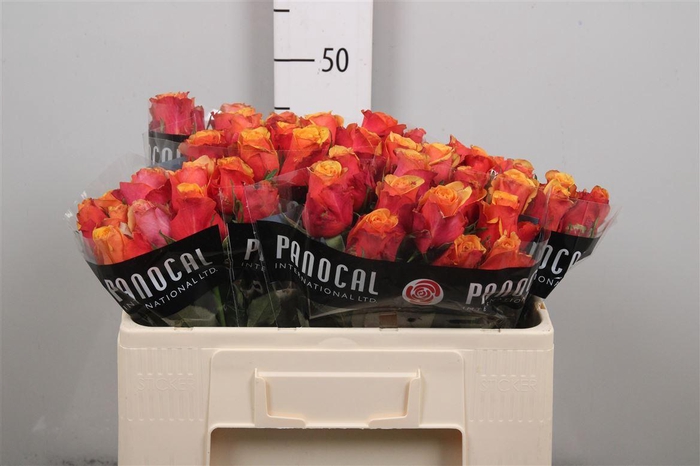 <h4>R Gr Camaro</h4>