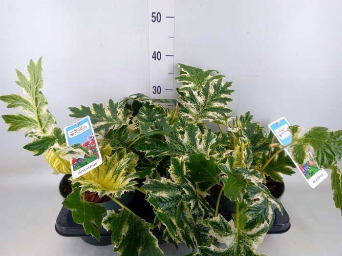 <h4>Acanthus mollis</h4>