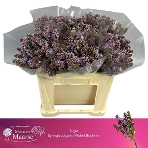 SYR V MICHEL BUCHNER