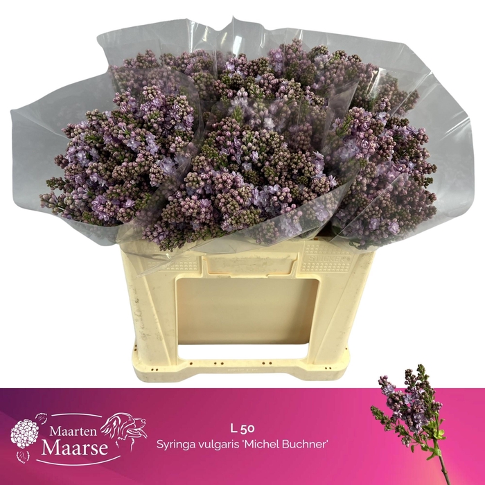 <h4>SYR V MICHEL BUCHNER</h4>