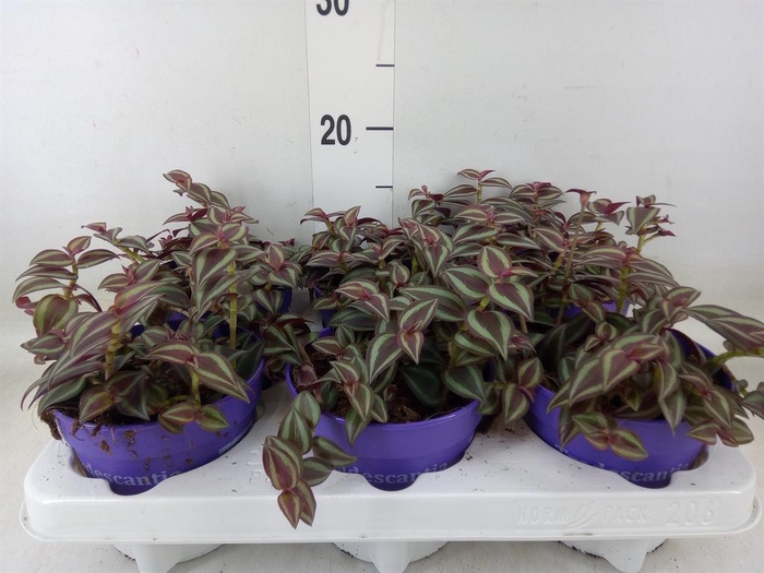 <h4>Tradescantia   ...</h4>