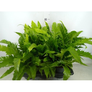 Asplenium antiquum 'Gioia'