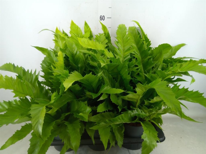 <h4>Asplenium antiquum 'Gioia'</h4>