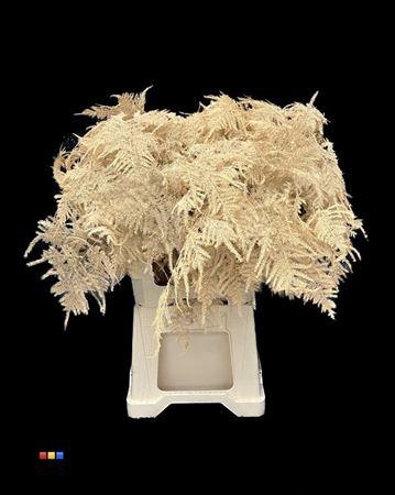 <h4>Asp Extra Apricot</h4>