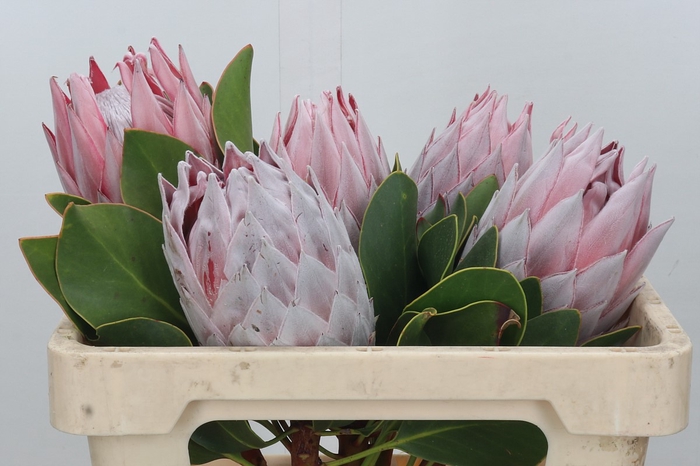 <h4>Protea Cynaroides</h4>