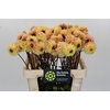 Dahlia Yellow Jill