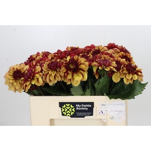 Dahlia Creme de Cognac
